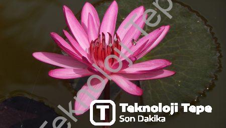 17. Yüzyılda Çılgına Dönen Laleomania