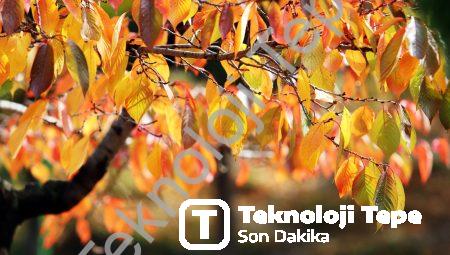 Dünyayı Renklerle Görmek: Duygusal Sinesteziyle Tanışın