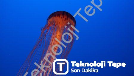 Biyolüminesansın Büyüsüne Kapılacağınız 10 Organizma