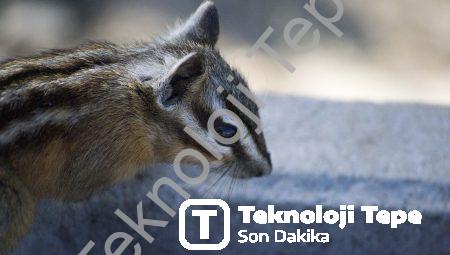 Bitkilerin Sessiz Anlatıcıları: Dendroloji Yolculuğu