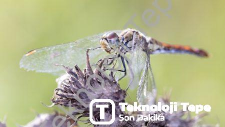 Biyolojik Sistemlere İşlenmiş Bilim: Kuantum Biyolojisinin Şaşırtıcı Yansımaları