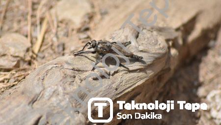 Gizli Mesajlara İlişkin Şaşırtıcı Gerçekler