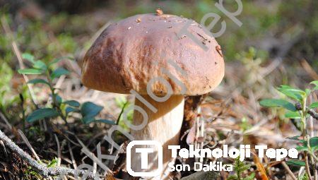 Ağaçların Dili: Dendroloji ile Ormanları Keşfedin