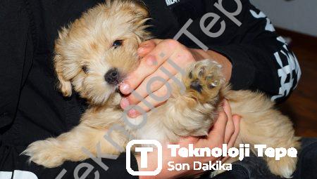 Deri Dostu Alternatif: Sürdürülebilir Yapay Deri İçin Yeni Bir Çağ