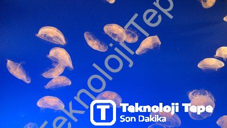 Doğanın Işıkla Dansı: Biyolüminesansın Gizemli Dünyasına Adım Atın