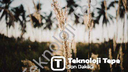 Doğada Yepyeni Tasarımlara İmza Atan Biyomimetik Eserler