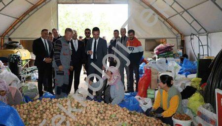 Dinar’da ceviz hasadı yüz güldürdü: Rekolte beklentiyi aştı