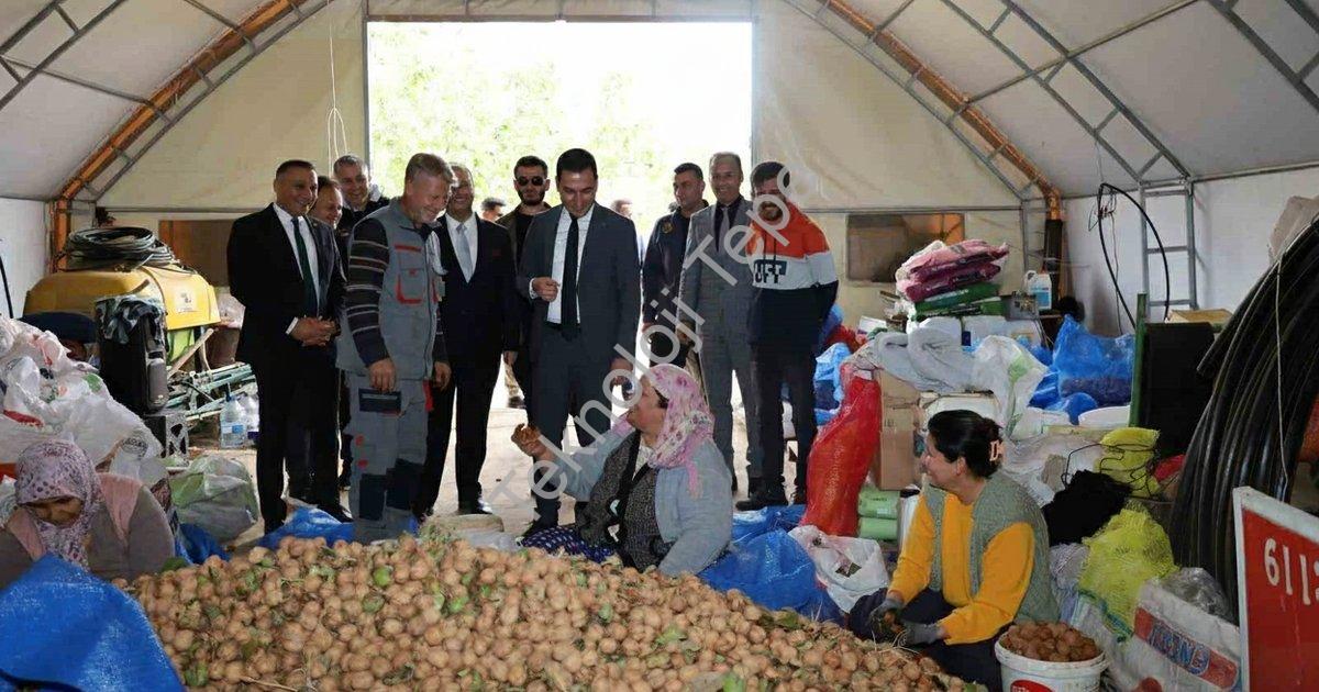"Dinar’da ceviz hasadı yüz güldürdü: Rekolte beklentiyi aştı" başlıklı haber için fotorealistik, pro
