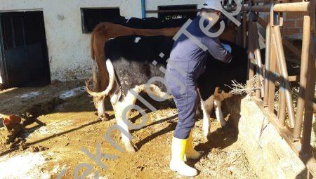 Aydın’da Şap Salgınına Karşı Topyekün Mücadele Başlatıldı