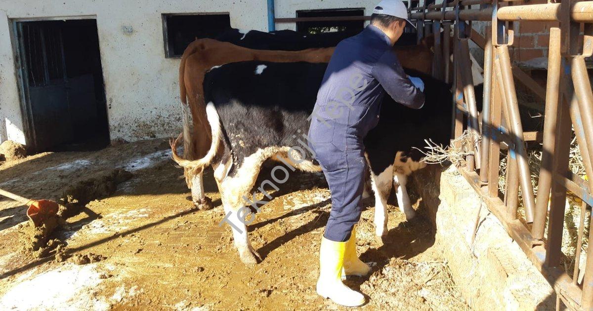 "Aydın'da Şap Salgınına Karşı Topyekün Mücadele Başlatıldı" başlıklı haber için fotorealistik, profe