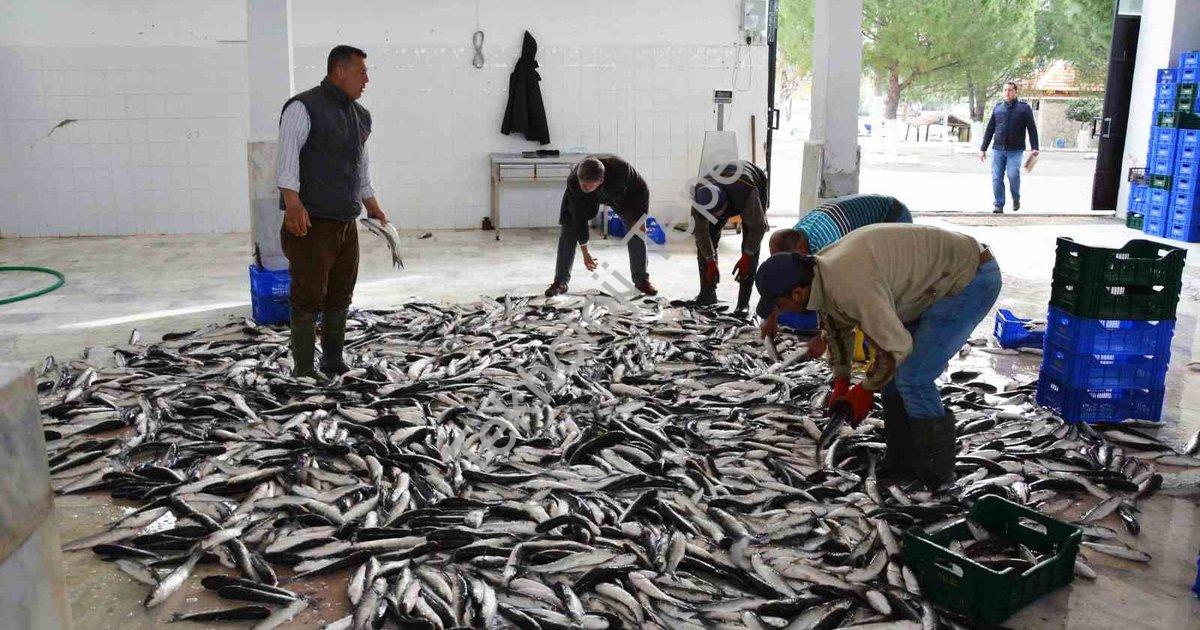 "Muğla'da Balık İhracatında Büyük Başarı: 618 Milyon Dolar Gelir" başlıklı haber için fotorealistik,