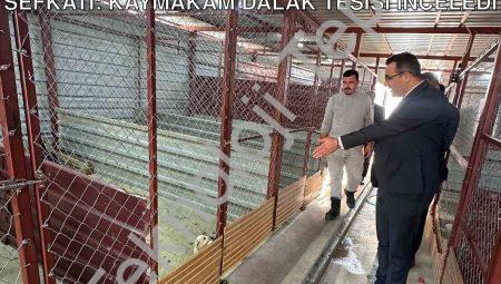 Sarıgöl’de Sokak Canlarına Devlet Şefkati: Kaymakam Dalak Tesisi İnceledi