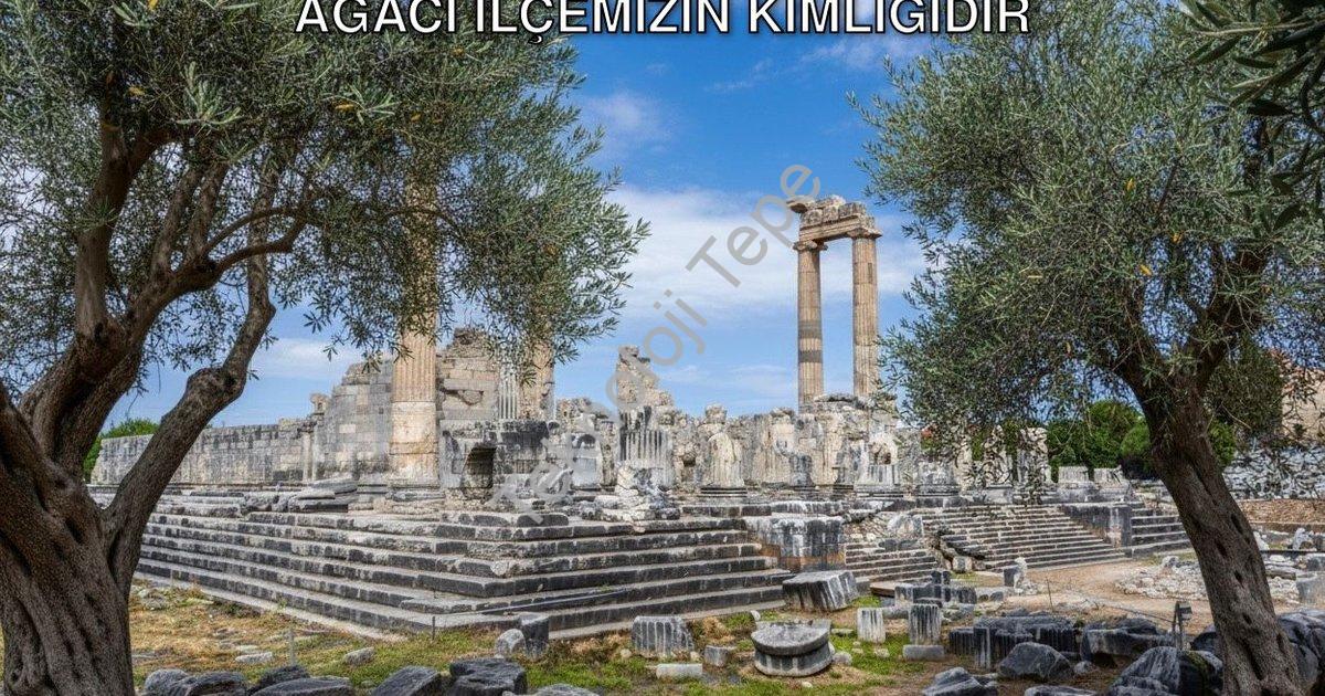 "Didim Belediye Başkanı Gençay: Zeytin Ağacı İlçemizin Kimliğidir" başlıklı haber için fotorealistik