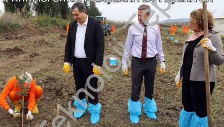 Dalaman’da Tarımsal Kalkınma: Cezaevi Arazisi Sakız Ağaçlarıyla Yeşeriyor