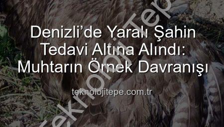 Denizli’de Yaralı Şahin Tedavi Altına Alındı: Muhtarın Örnek Davranışı