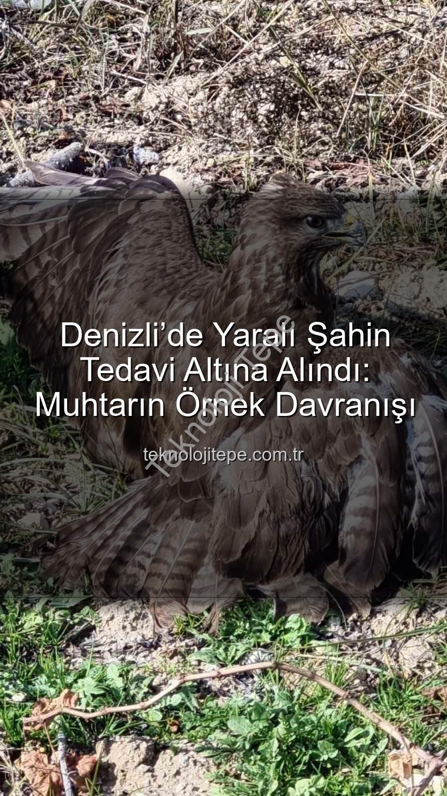 Denizli'de yaralı şahin - Denizli’de Yaralı Şahin Tedavi Altına Alındı: Muhtarın Örnek Davranışı