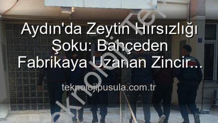 Aydın’da Zeytin Hırsızlığı Operasyonu: Bahçeden Çalınan Ürünler Fabrikada Ele Geçirildi!