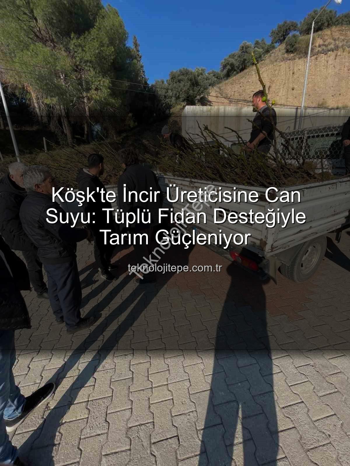 tüplü incir fidanı - Köşk'te İncir Üreticisine Can Suyu: Tüplü Fidan Desteğiyle Tarım Güçleniyor