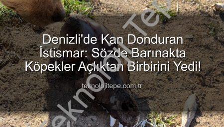 Denizli’de Kan Donduran İstismar: Sözde Barınakta Köpekler Açlıktan Birbirini Yedi!