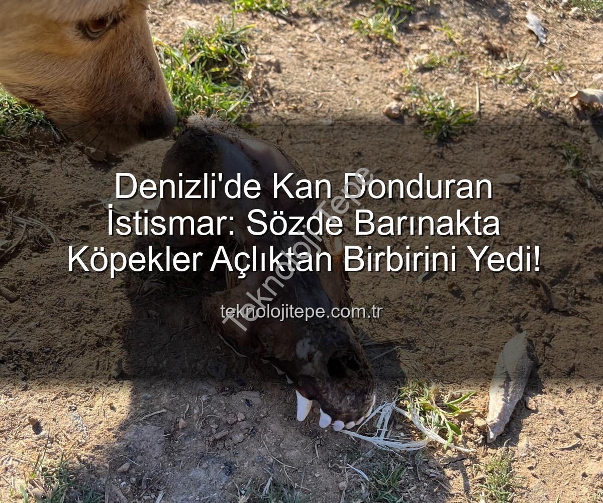 Denizli barınak skandalı - Denizli'de Kan Donduran İstismar: Sözde Barınakta Köpekler Açlıktan Birbirini Yedi!