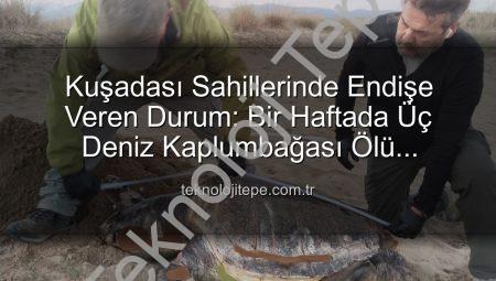 Kuşadası Sahillerinde Endişe Veren Durum: Bir Haftada Üç Deniz Kaplumbağası Ölü Bulundu