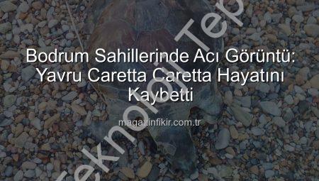Bodrum Sahillerinde Acı Görüntü: Yavru Caretta Caretta Hayatını Kaybetti