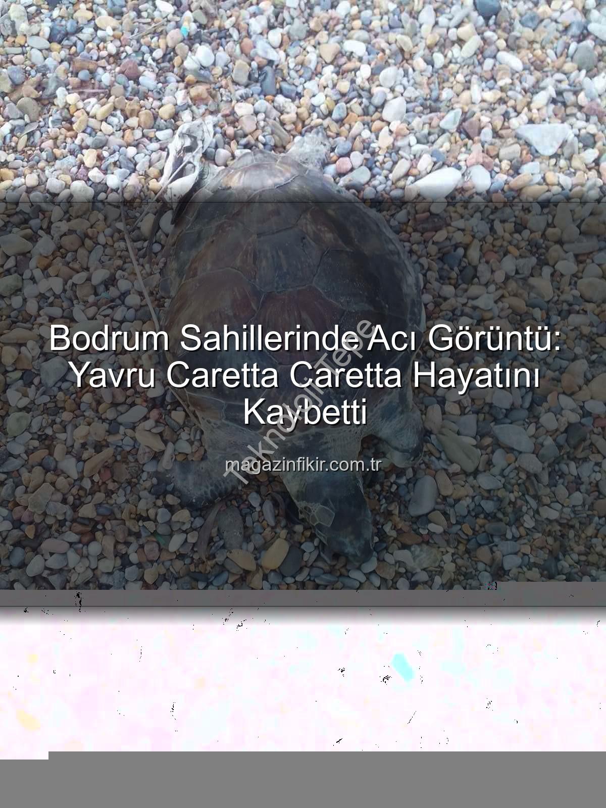 yavru caretta caretta - Bodrum Sahillerinde Acı Görüntü: Yavru Caretta Caretta Hayatını Kaybetti