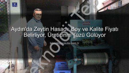 Aydın’da Zeytin Hasadı: Boyut ve Kalite Fiyatı Belirliyor, Üreticinin Yüzü Gülüyor