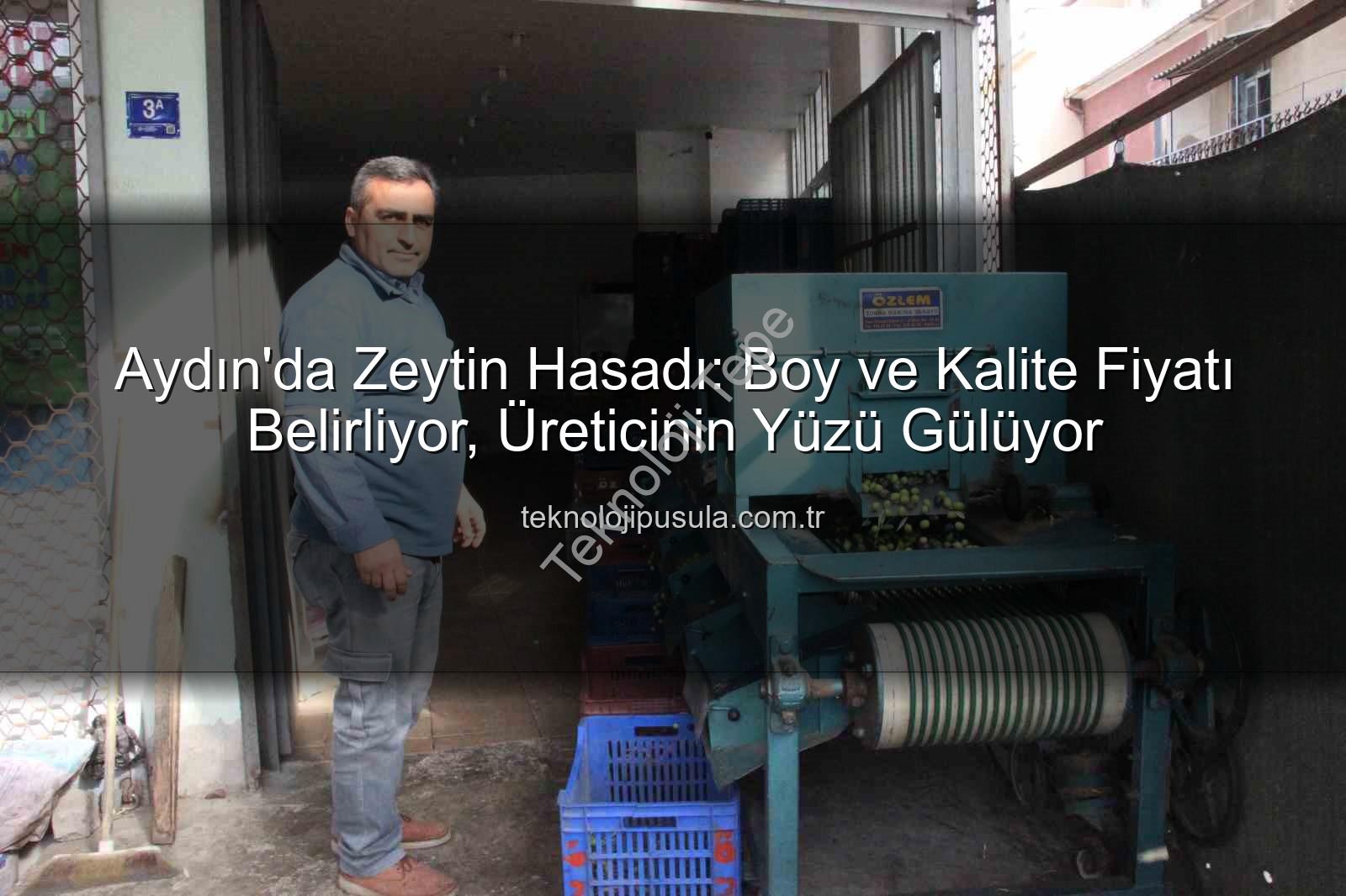 zeytin hasadı - Aydın'da Zeytin Hasadı: Boyut ve Kalite Fiyatı Belirliyor, Üreticinin Yüzü Gülüyor