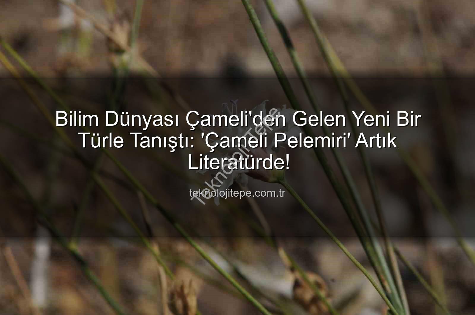 Çameli pelemiri - Bilim Dünyası Çameli'den Gelen Yeni Bir Türle Tanıştı: 'Çameli Pelemiri' Artık Literatürde!