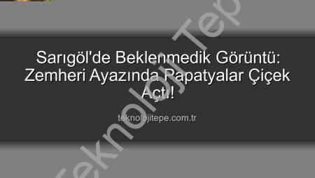 Sarıgöl’de Beklenmedik Görüntü: Zemheri Ayazında Papatyalar Çiçek Açtı!