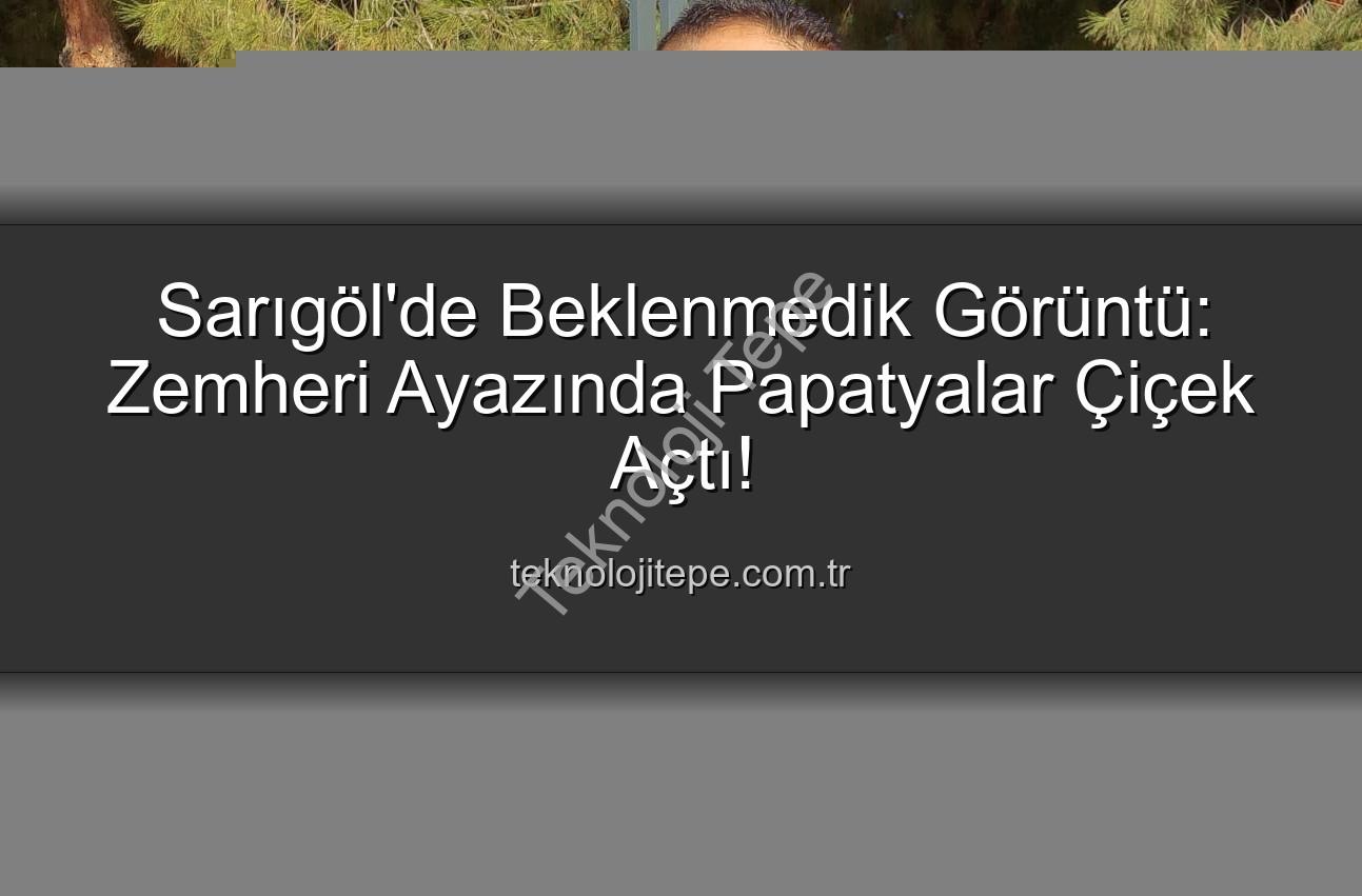 zemheri papatyaları - Sarıgöl'de Beklenmedik Görüntü: Zemheri Ayazında Papatyalar Çiçek Açtı!