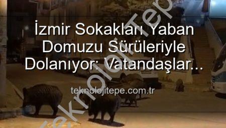 İzmir Sokakları Yaban Domuzu Sürüleriyle Dolanıyor: Vatandaşlar Tedirgin, Yetkililere Çağrı Var