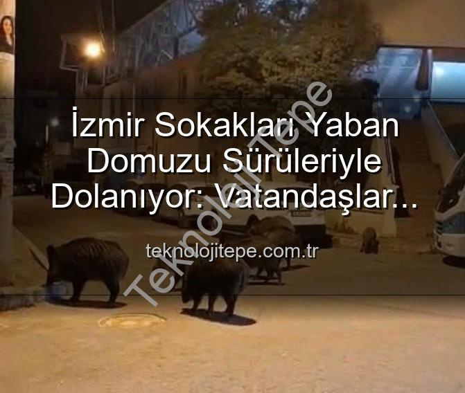 yaban domuzu izmir - İzmir Sokakları Yaban Domuzu Sürüleriyle Dolanıyor: Vatandaşlar Tedirgin, Yetkililere Çağrı Var